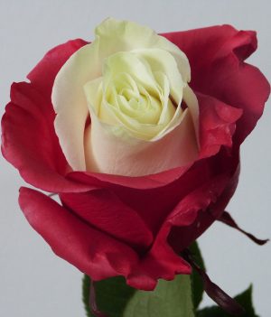 Envio y venta de flores ,rosas, plantas,arreglos florales ,regalos y desayunos a domicilio con delivery gratis en la Ciudad Autonoma de Buenos Aires y con costo de env�o en localidades del Gran Buenos Aires asi como delivery de flores y plantas a trav�s de florerias asociadas en todas las provincias de la Argentina, Buenos Aires, la Pampa, Tucuman, La Rioja, R�o Negro, Entre Rios, Corrientes, Misiones, Neuquen, Chubut, Tierra del Fuego, Santa Cruz, San Luis, Mendoza, Cordoba, Jujuy, Formosa, Santiago del Estero, Salta, Chaco, Catamarca ,San Juan, y ademas realizamos el delivery de flores ,coronas,palmas , plantas y regalos a todas las ciudades de Argentina, Mar del Plata, C�rdoba, Buenos Aires, con cargo en Santa Rosa, La Plata, Bella Vista, Neuquen, Pilar, Paran�, Posadas, Resistencia, Cipolleti y mas de 300 ciudades y localidades en todo el territorio de nuestro pa�s, asi como tambien tenemos la posibilidad de enviar flores a casi todo el mundo en cuestion de horas